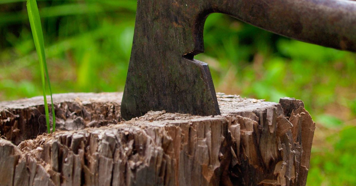 Understanding the Chemical Stump Removal Process in Cairns