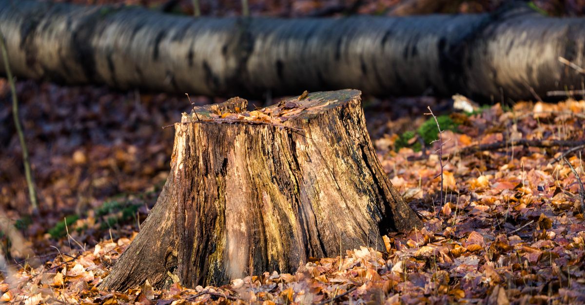 Understanding the Mechanics of Stump Grinding in Cairns