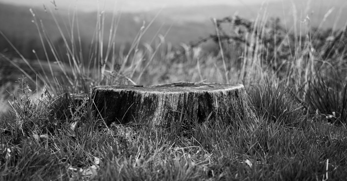 Using Power Rakes for Efficient Stump Area Cleanup
